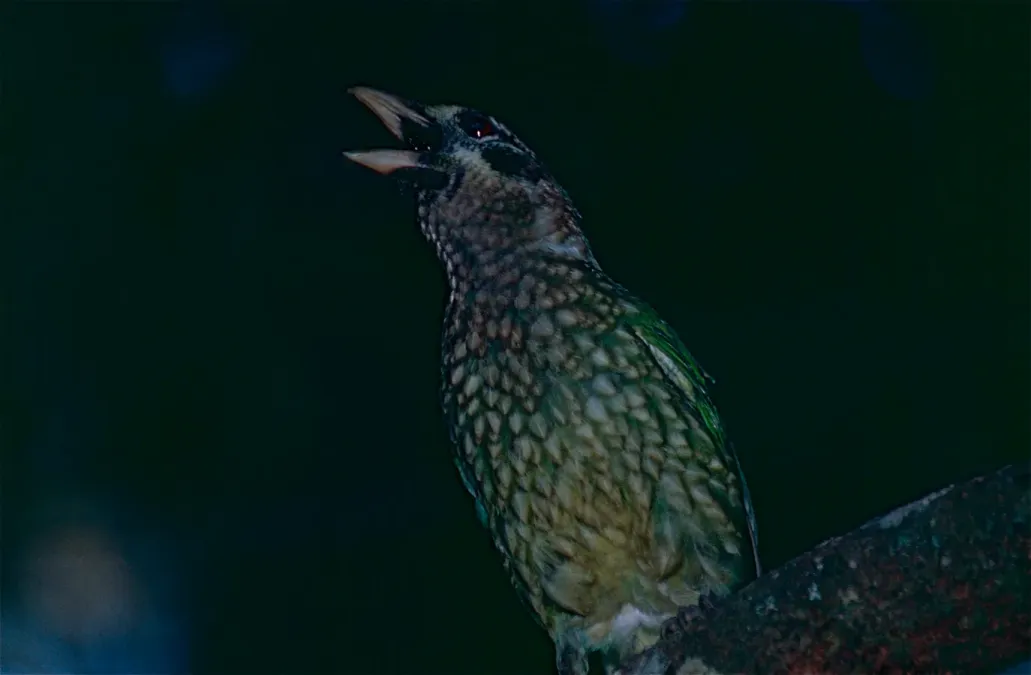 File:Green Catbird (Ailuroedus crassirostris) (9837087386).jpg