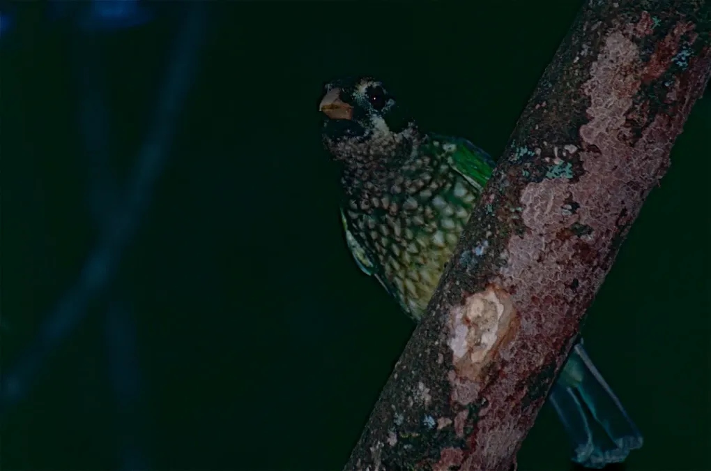 File:Green Catbird (Ailuroedus crassirostris) (9837060463).jpg