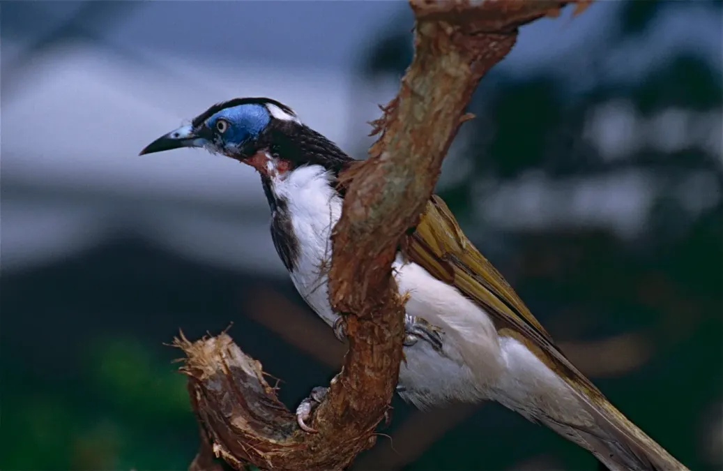 File:Blue-faced Honeyeater (Entomyzon cyanotis) (9757606023).jpg