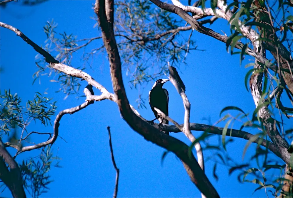 File:Australian Magpie (Gymnorhina tibicen) (9854769223).jpg