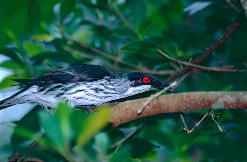 File:Metallic Starling (Aplonis metallica) female (9876717305).jpg