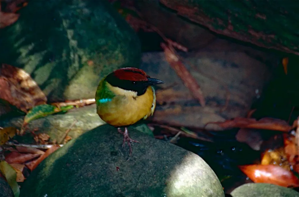 File:Noisy Pitta (Pitta versicolor) (9999613753).jpg