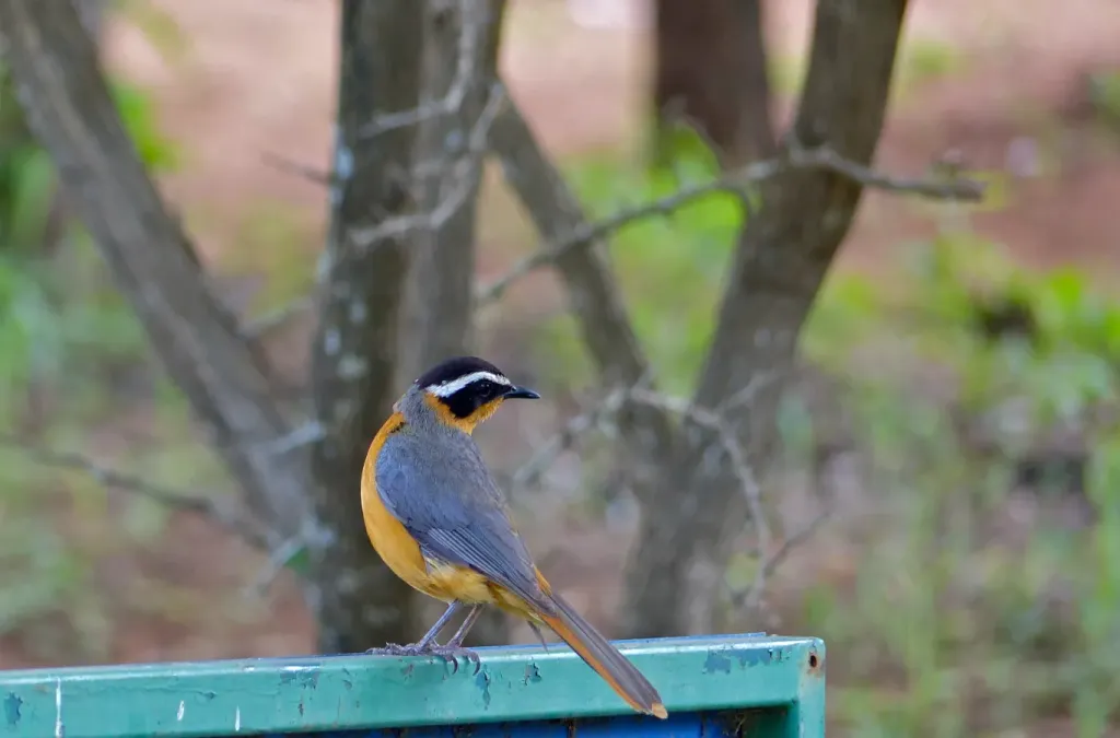 File:White-browed Robin-chat (Cossypha heuglini) (11531565786).jpg