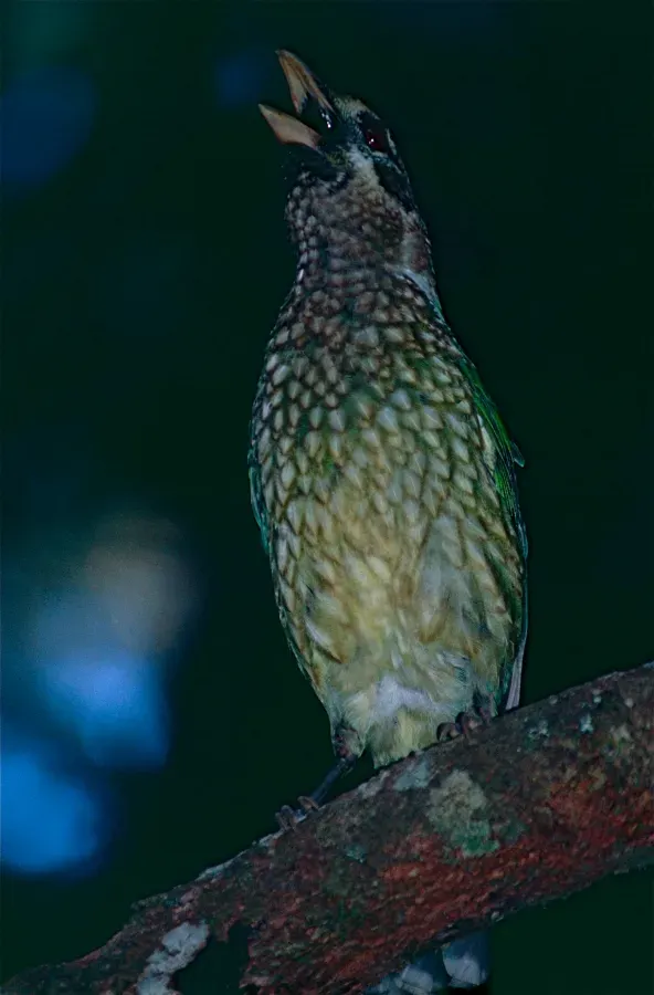 File:Green Catbird (Ailuroedus crassirostris) (10243919615).jpg