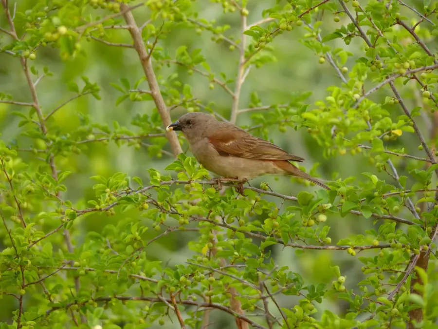 File:Southern Grey-headed Sparrow (Passer diffusus) (11627425604).jpg