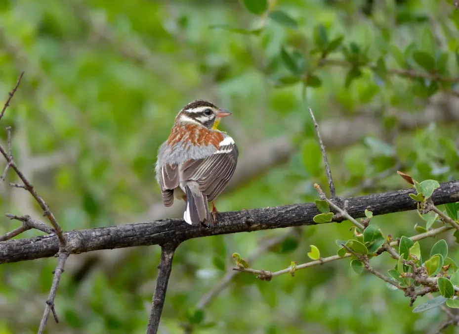 File:Golden-breasted Bunting (Emberiza flaviventris) (11873730235).jpg