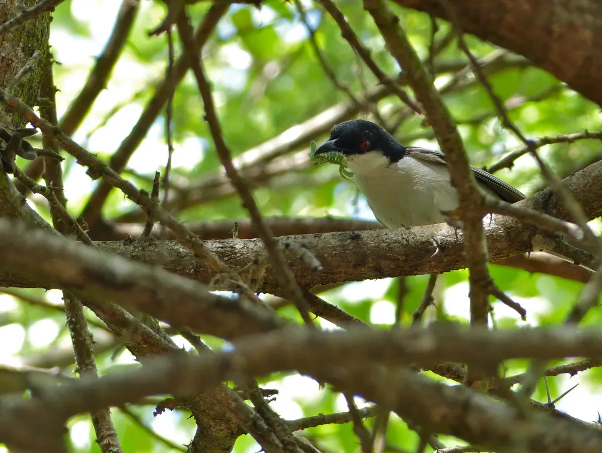 File:Black-backed Puffback (Dryoscopus cubla) (13819673154).jpg