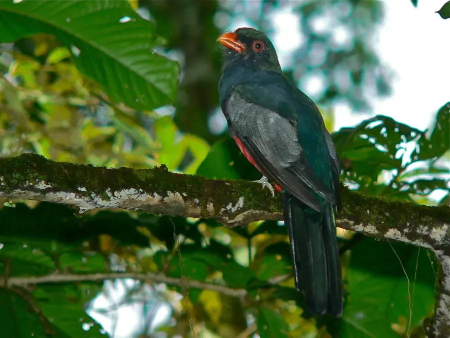 File:Slaty-tailed Trogon (Trogon massena) (7087247397).jpg