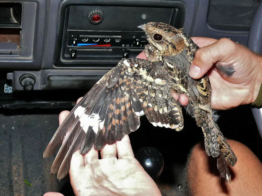File:Square-tailed Nightjar (Caprimulgus fossii) (6045935974).jpg