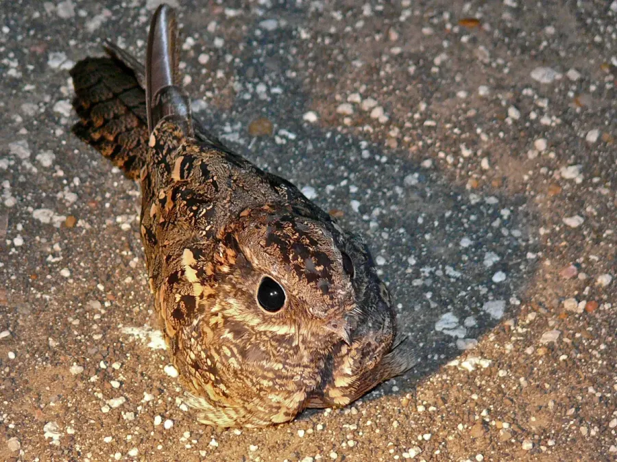File:Square-tailed Nightjar (Caprimulgus fossii) (6045385993).jpg