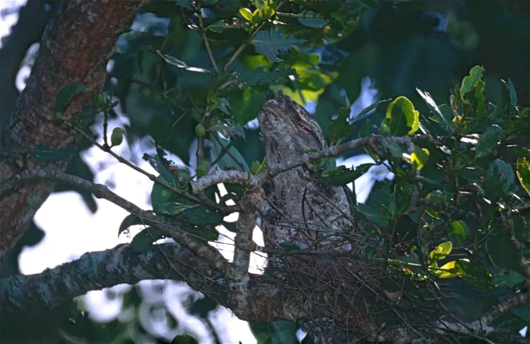 File:Papuan Frogmouth (Podargus papuensis) (9713119762).jpg