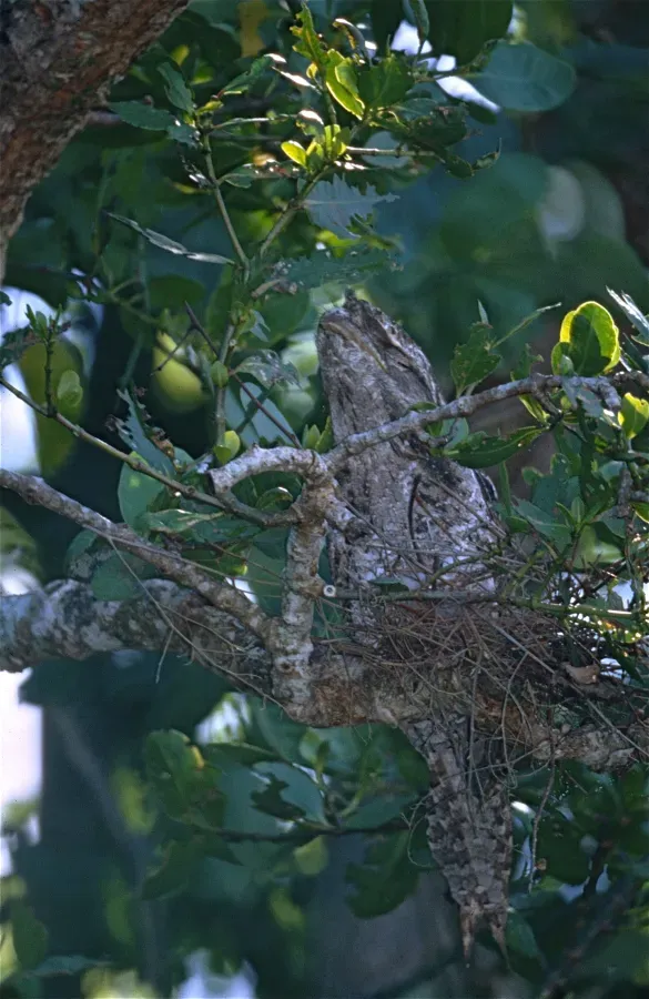 File:Papuan Frogmouth (Podargus papuensis) (9709878655).jpg