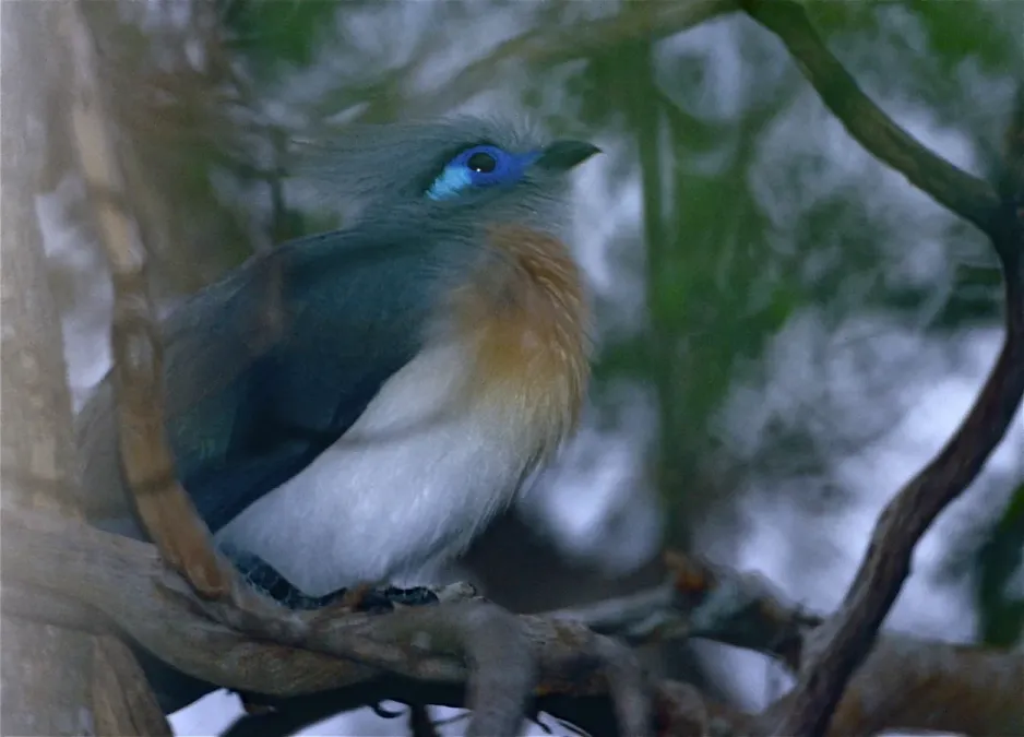 File:Crested Coua (Coua cristata) (9576880931).jpg