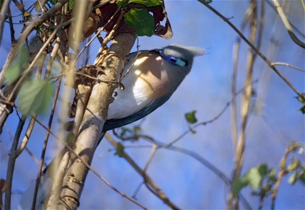 File:Crested Coua (Coua cristata) (9582280458).jpg