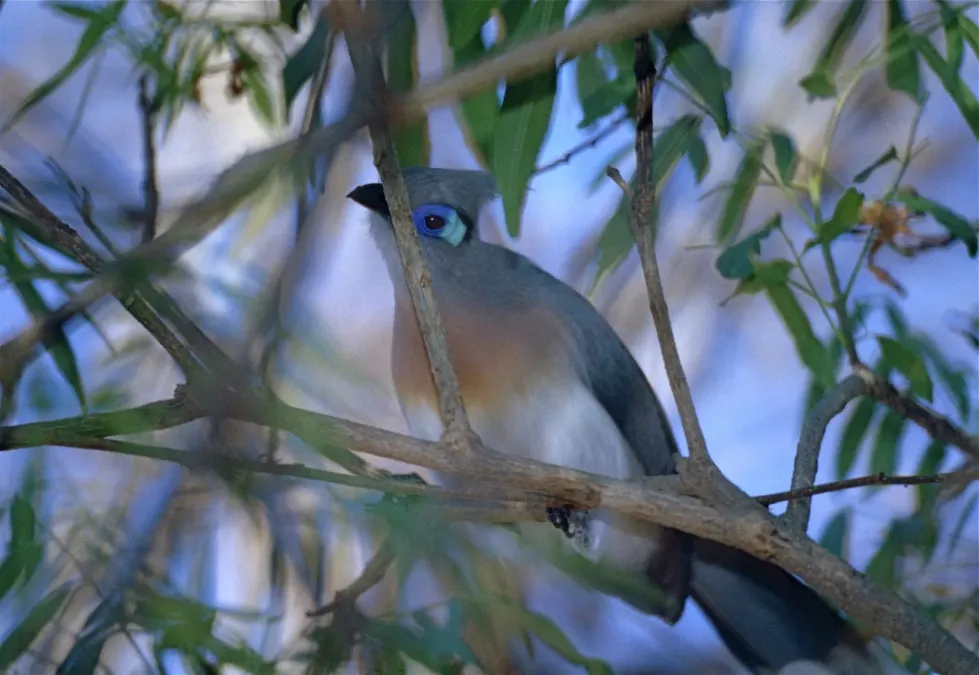 File:Crested Coua (Coua cristata) (9579537463).jpg