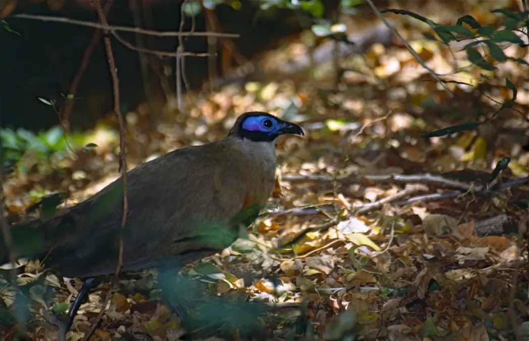 File:Giant Coua (Coua gigas) (9616234980).jpg