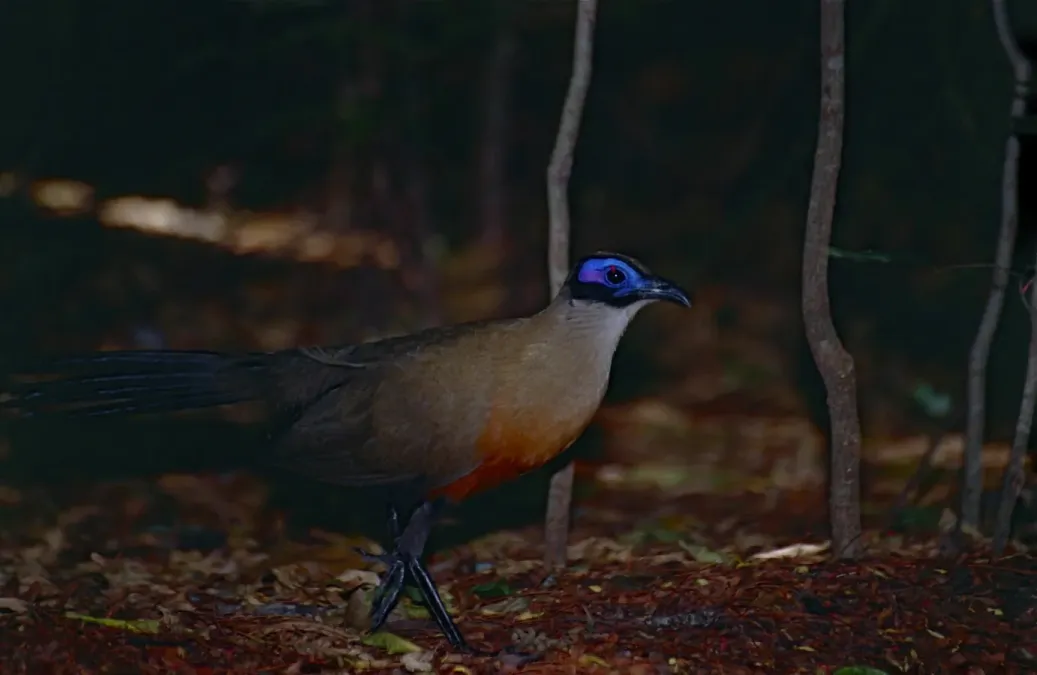 File:Giant Coua (Coua gigas) (9623820942).jpg
