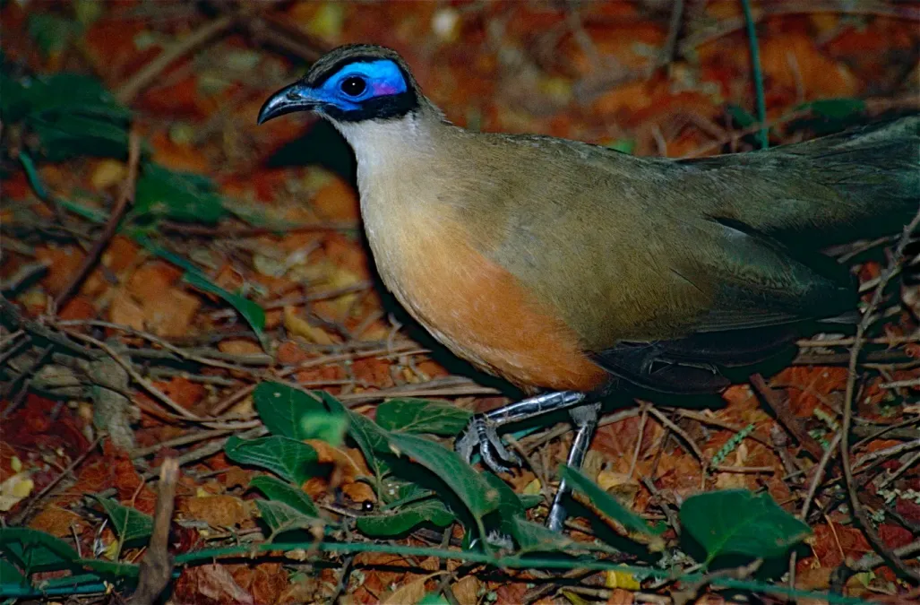 File:Giant Coua (Coua gigas) (10293905764).jpg
