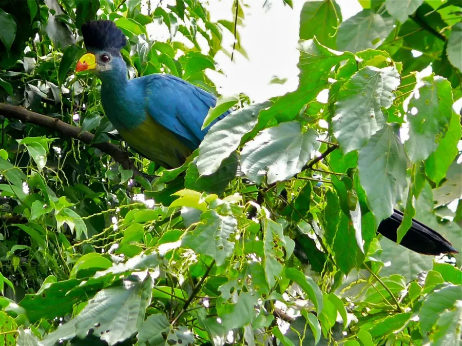 File:Great Blue Turaco (Corythaeola cristata) (6930379490).jpg