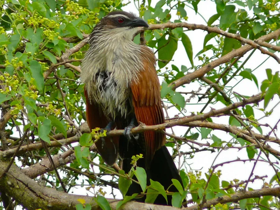 File:White-browed Coucal (Centropus superciliosus) (7083028955).jpg