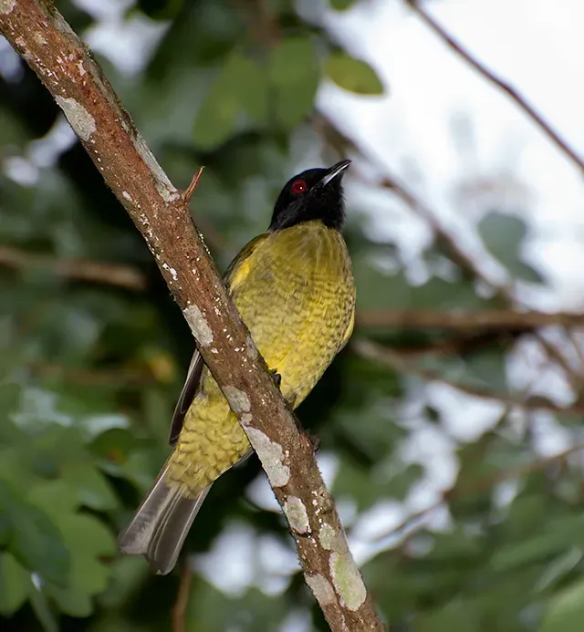 File:Sabiá-pimenta (Carpornis melanocephala) (18243450539).jpg