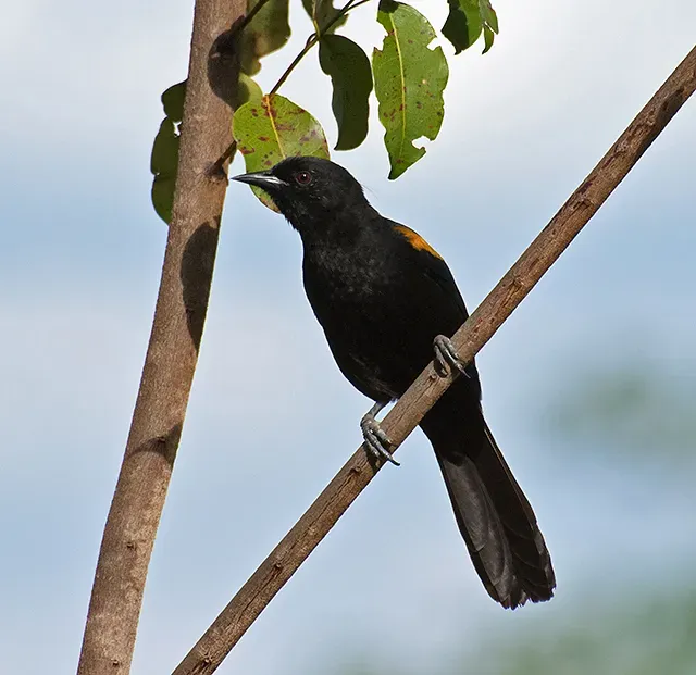 File:Encontro (Icterus pyrrhopterus) (17772698624).jpg