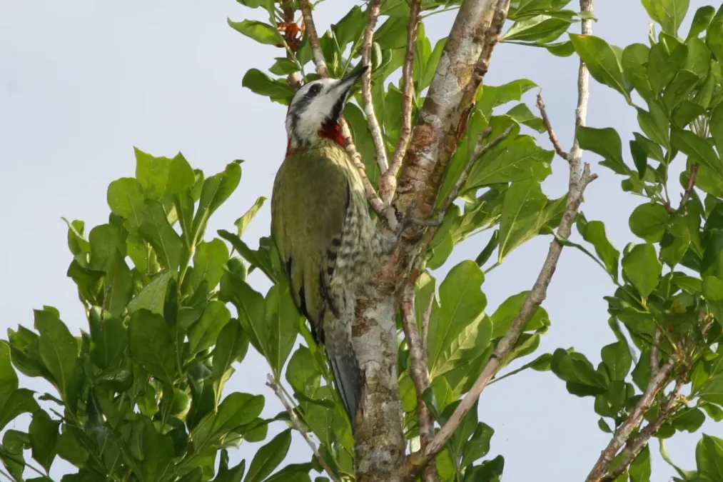 File:Cuban Green Woodpecker (Xiphidiopicus percussus).jpg