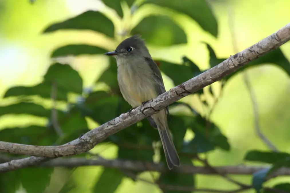 File:Greater Antillean Pewee (Contopus caribaeus).jpg