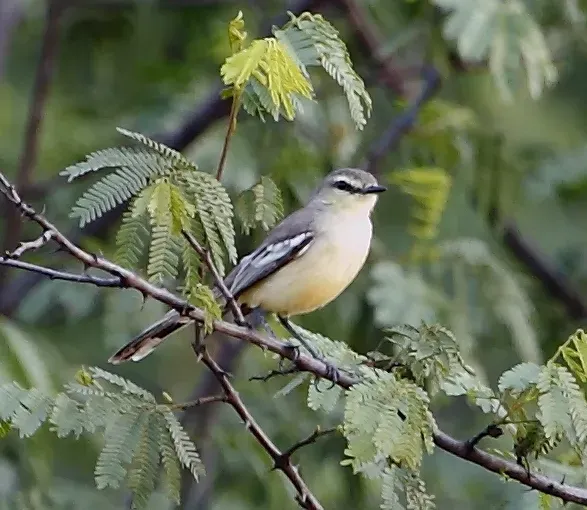 File:Stigmatura budytoides - Greater wagtail tyrant.JPG