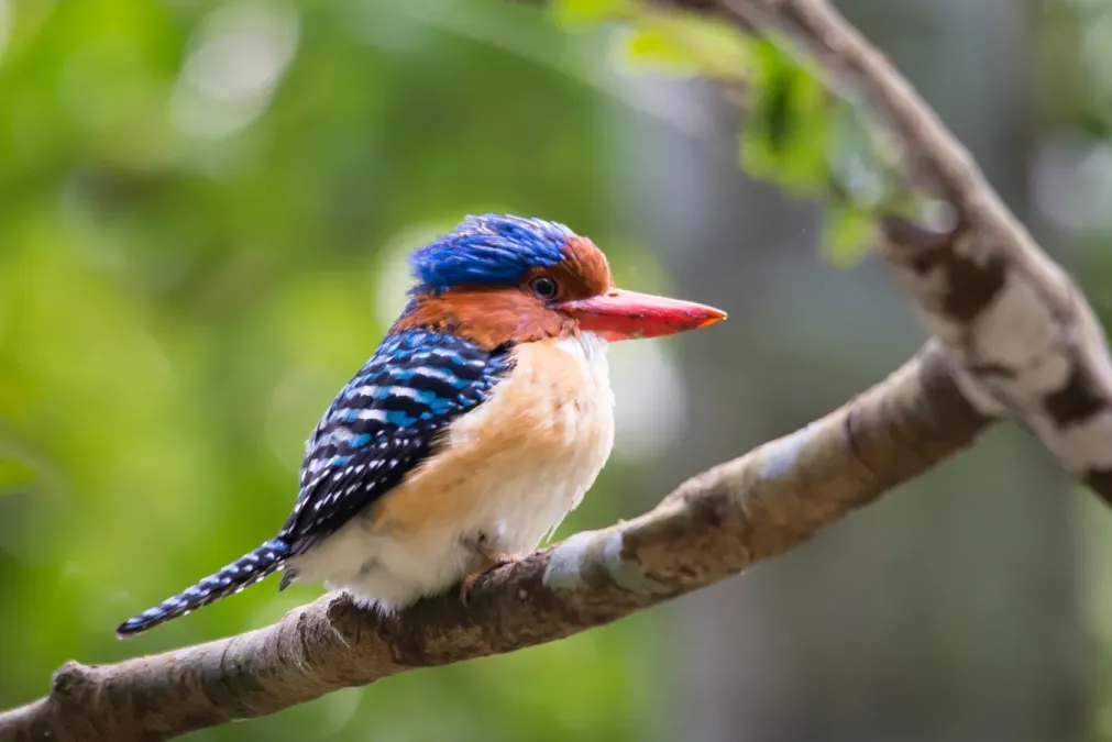 File:Lacedo pulchella, banded kingfisher - Khai Yai National Park (15434454413).jpg