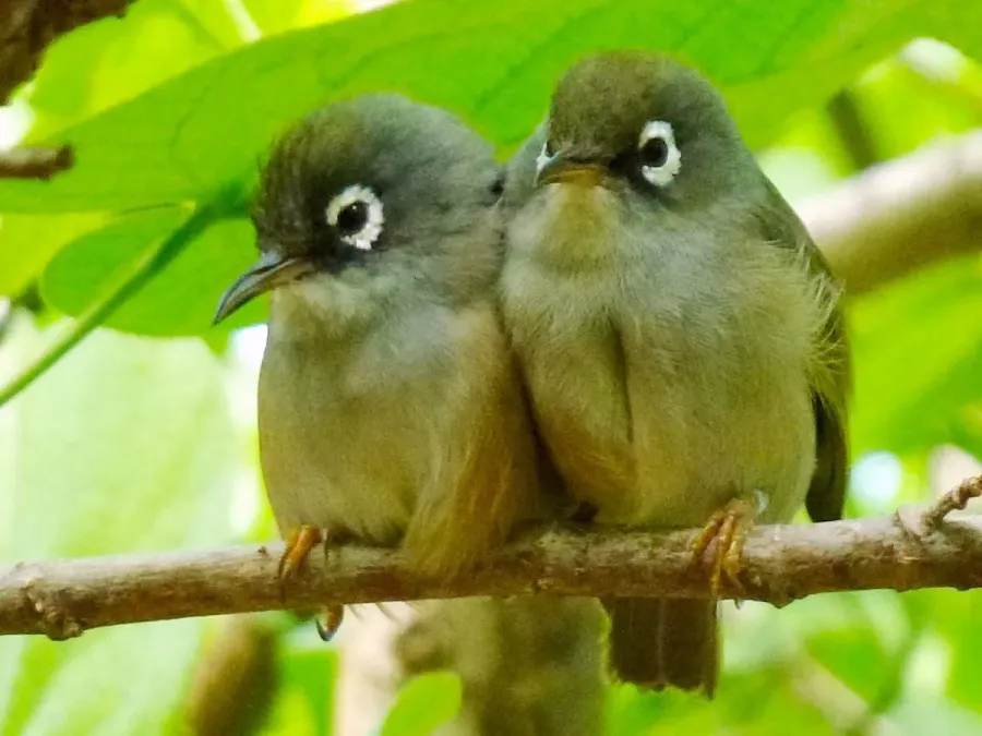 File:Zosterops chloronothos.jpeg