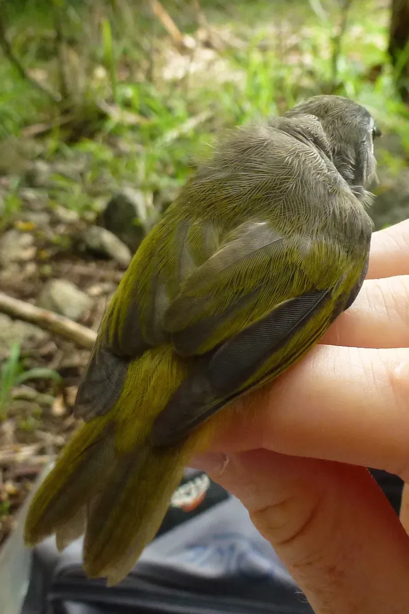 File:Zosterops chloronothos back.jpg