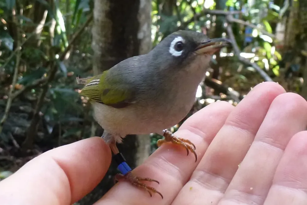 File:Zosterops chloronothos male.jpg