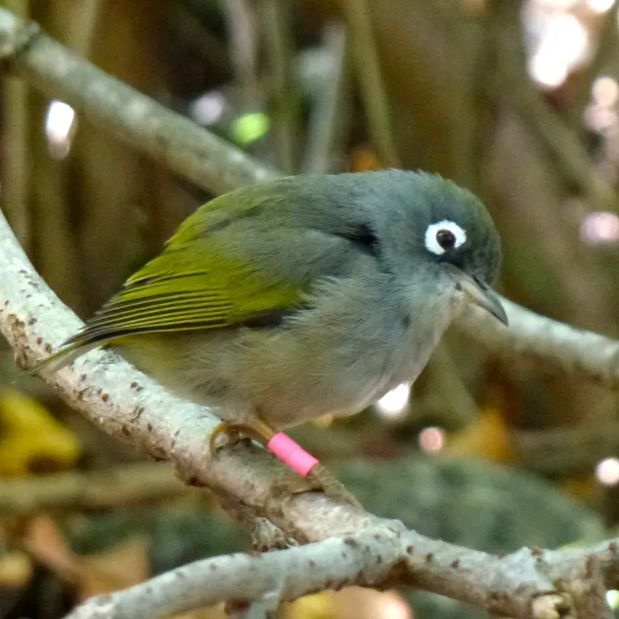 File:Zosterops chloronothos-male.jpg