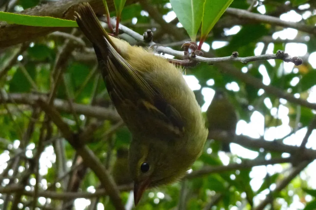 File:Foudia-rubra-female.jpg