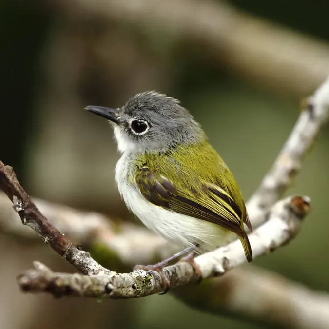 File:Myiornis ecaudatus - Short -tailed pigmy tyrant.JPG