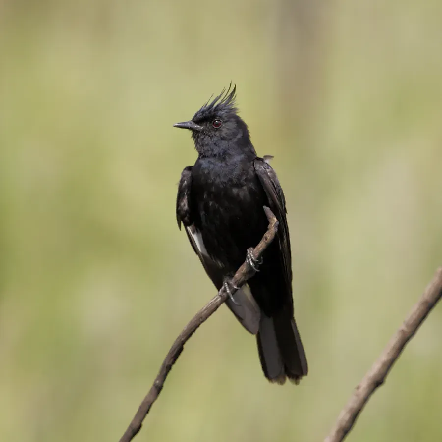 File:Knipolegus lophotes - Crested black-tyrant.JPG