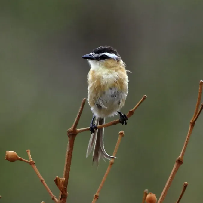 File:Culicivora caudacuta - Sharp-tailed tyrant.jpg