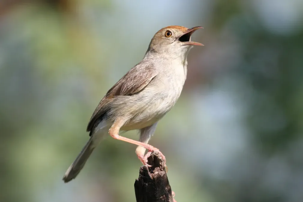 File:Neddicky (Cisticola fulvicapilla), Pilanesberg National Park, 2014.jpg