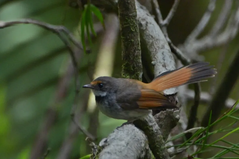 File:Rhipidura teysmanni - Mount Soputan (1).JPG