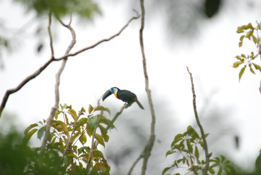 File:Channel-billed Toucan (Ramphastos vitellinus) 471545579.jpg