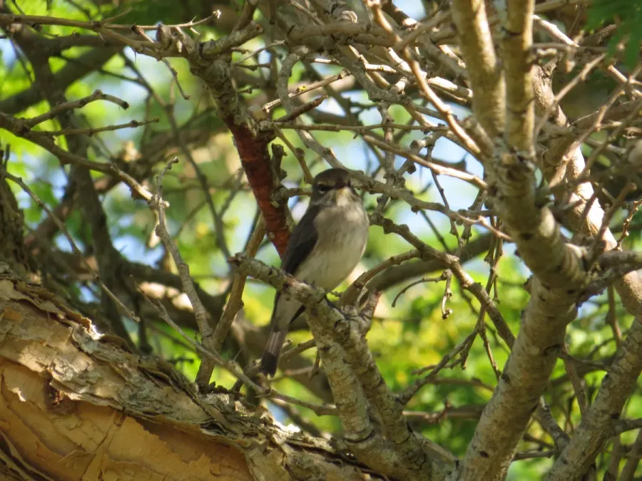File:Muscicapa adusta (17825476798).jpg