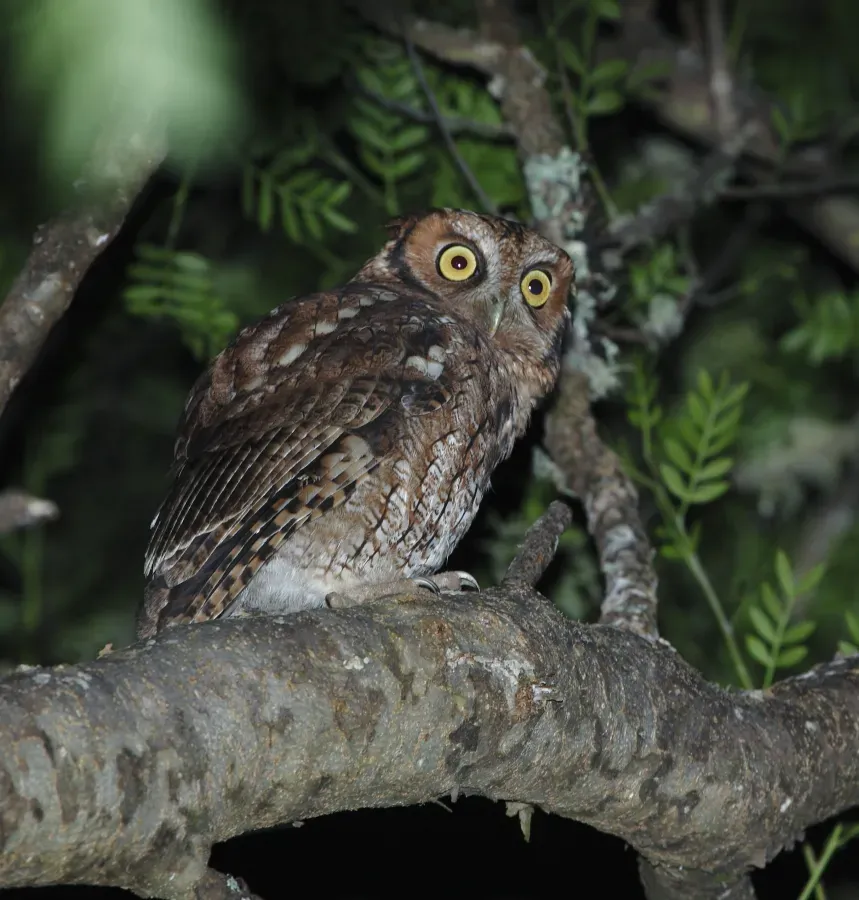 File:Megascops sanctaecatarinae - Long-tufted Screech Owl.JPG