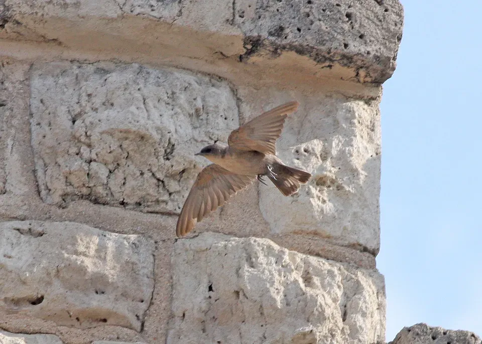 File:Rock Martin (Ptyonoprogne fuligula).jpg