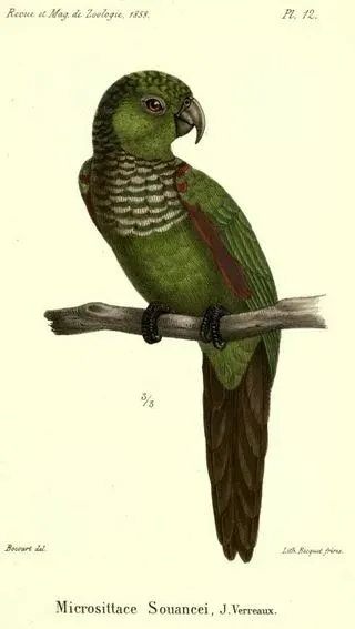 File:Pyrrhura melanura souancei.JPG