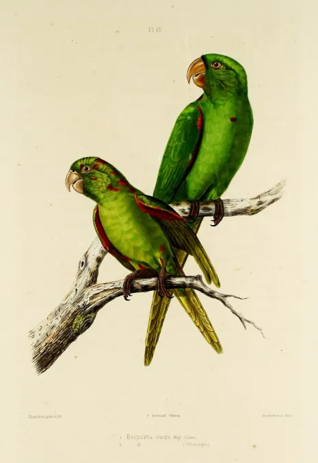 File:Psittacara euops Psittacara chloropterus.JPG