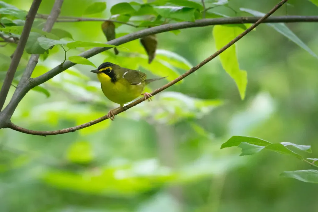 File:Kentucky Warbler (Geothlypis formosa) (18526547692).jpg