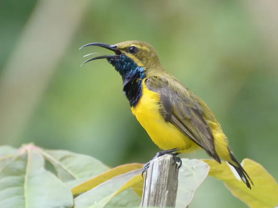 File:Cinnyris jugularis - Tomohon (1).JPG