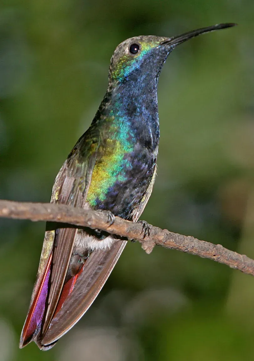 File:Anthracothorax nigricollis 1152.jpg