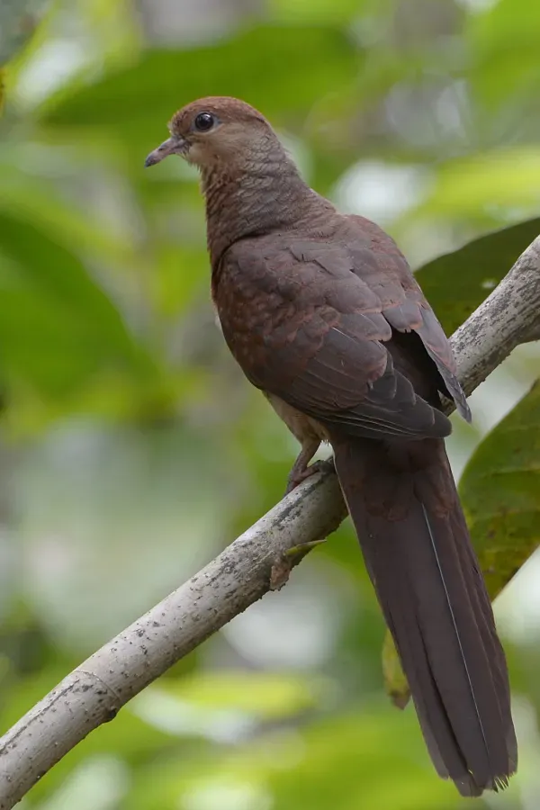 File:Macropygia amboinensis - Mount Mahawu (2).JPG